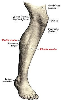 Leg Description from Gray's Anatomy